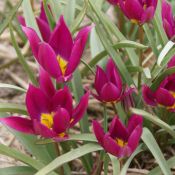 Tulipa humilis 'Eastern Star'