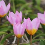 Tulipa bakeri 'Lilac Wonder'