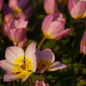 Tulipa bakeri 'Lilac Wonder'