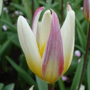 Tulipa kaufmanniana 'Ice Stick'