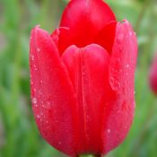 Tulipa sarracenica