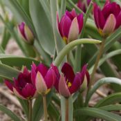 Tulipa humilis 'Persian Pearl'