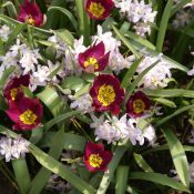 Tulipa humilis 'Persian Pearl'