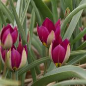 Tulipa humilis 'Persian Pearl'