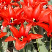 Tulipa ingens