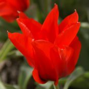 Tulipa ingens