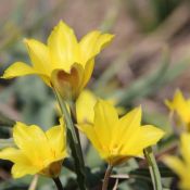 Tulipa iliensis