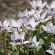 Tulipa humilis var. pulchella 'Alba Caerulea Oculata' 