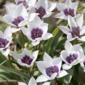 Tulipa humilis var. pulchella 'Alba Caerulea Oculata' 