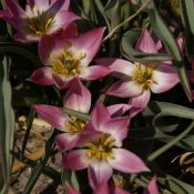 Tulipa aucheriana