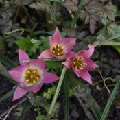 Tulipa aucheriana