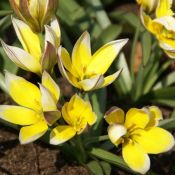 Tulipa tarda