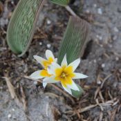 Tulipa saxatilis