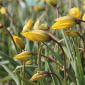 Tulipa sylvestris