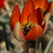 Tulipa whittallii