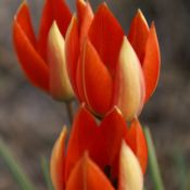 Tulipa whittallii