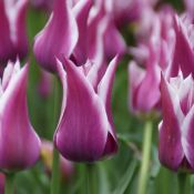 Tulipa 'Ballade'