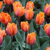 Tulipa 'Prinses Irene'