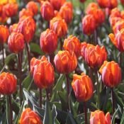 Tulipa 'Prinses Irene'