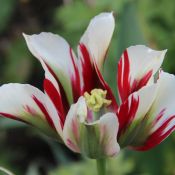 Tulipa 'Flaming Springgreen'