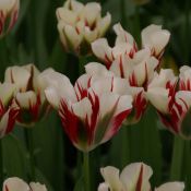 Tulipa 'Flaming Springgreen'