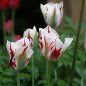 Tulipa 'Flaming Springgreen'