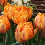 Tulipa 'Orange Princess'