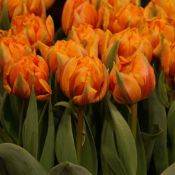 Tulipa 'Orange Princess'