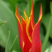 Tulipa 'Fly Away'