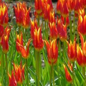 Tulipa 'Fly Away'