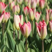 Tulipa 'Flaming Purissima'