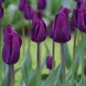 Tulipa 'Negrita'