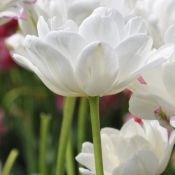 Tulipa 'Mount Tacoma'