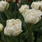 Tulipa 'Mount Tacoma'