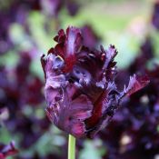 Tulipa 'Black Parrot'