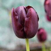 Tulipa 'Queen of Night'