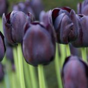 Tulipa 'Queen of Night'