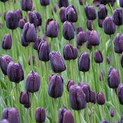 Tulipa 'Queen of Night'