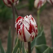 Tulipa 'Carnaval de Nice'