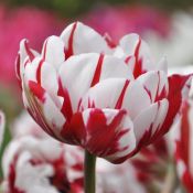 Tulipa 'Carnaval de Nice'