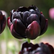 Tulipa 'Black Hero'