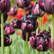 Tulipa 'Black Hero'