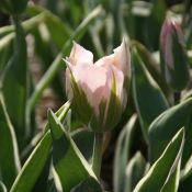 Tulipa 'China Town'