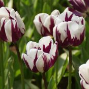 Tulipa 'Rem's Favourite'