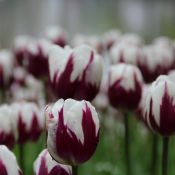 Tulipa 'Rem's Favourite'