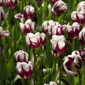 Tulipa 'Rem's Favourite'