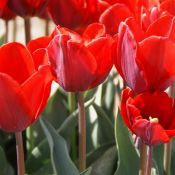 Tulipa 'Couleur Cardinal'