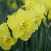 Narcissus 'Pay Day'