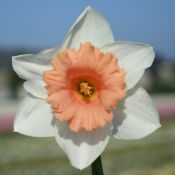 Narcissus 'Bright Flame'