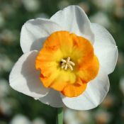 Narcissus 'Conestoga'